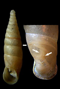 Tabella della Famiglia Clausilidae